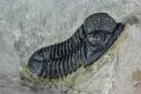 Gerastos Trilobite Fossil - Morocco #87558-3